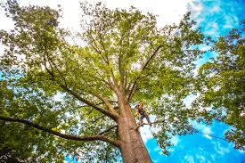 How Our Tree Care Process Works  in  Middletown, CA