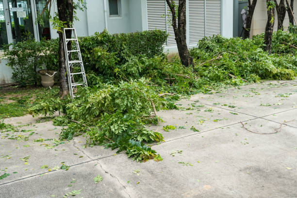 Best Root Management and Removal  in Middletown, CA