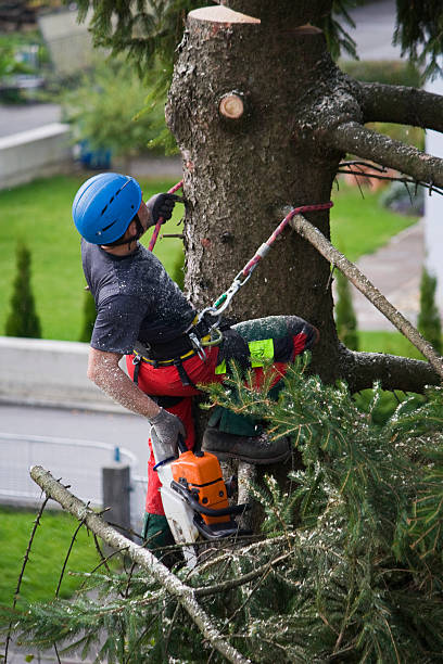 Best Storm Damage Tree Cleanup  in Middletown, CA